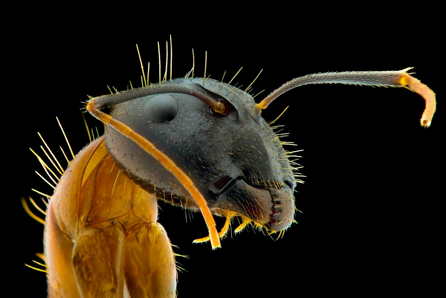 Maur mot svart bakgrunn.